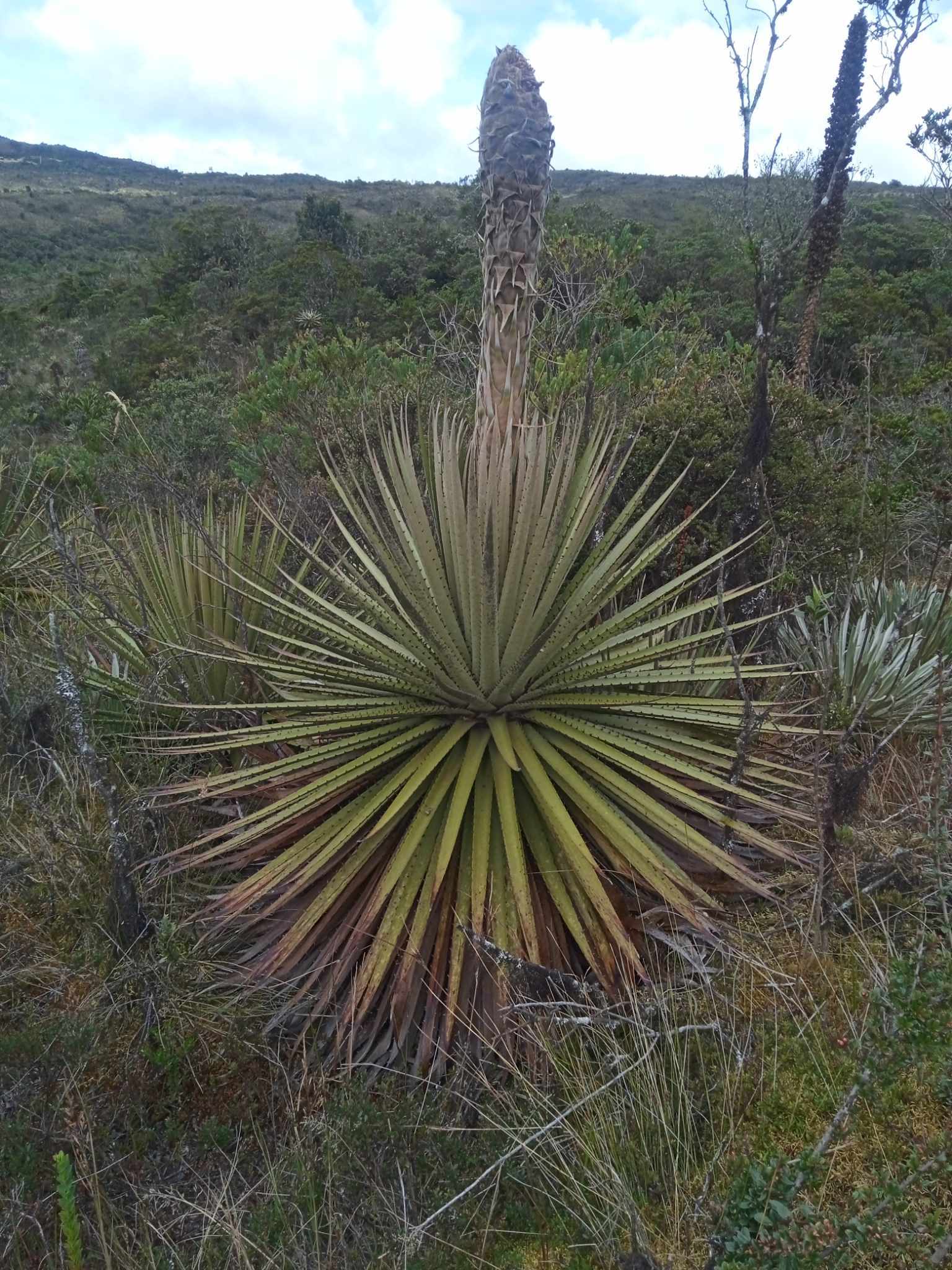 matarredonda